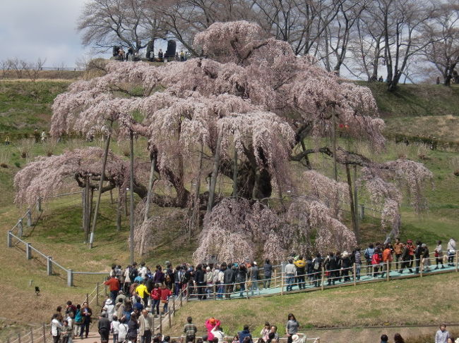 1度は見に行きたかった三春の滝桜！<br />まだ早いかな？と思いつつ行ってみたら8分咲きでした<br />オ―ラがある立ち姿<br />やはり行ってよかった<br />今週末はもうちりはじめですかしら・・・<br />またそれも良しですね<br />桜吹雪・・・<br />ぜひぜひ行かれることをお勧めです<br /><br />今回は母を連れて行ったので<br />帰りに温泉も入ってきました<br />ラジウム温泉でした