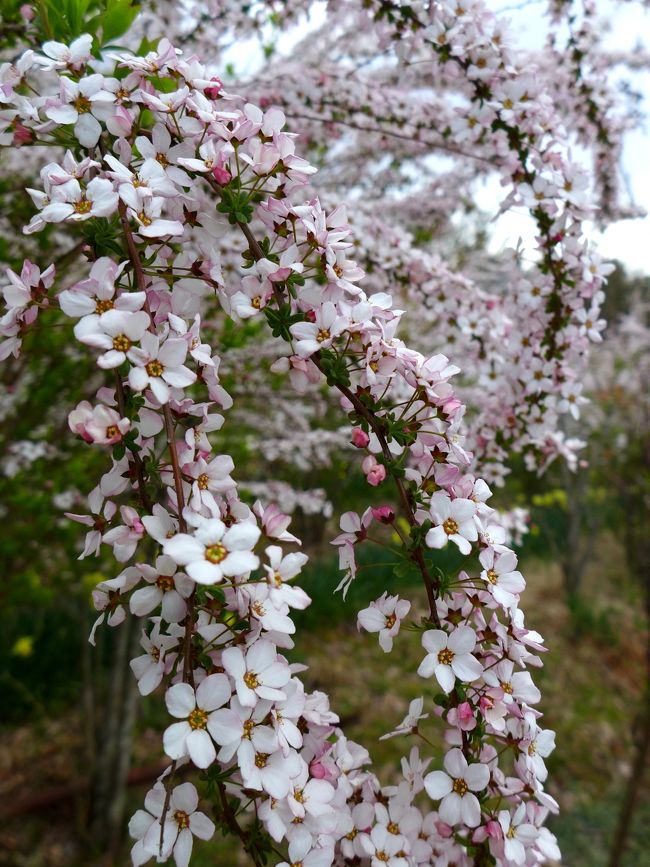三春の滝桜を満喫したあとは、もう1ヶ所の見学地、花見山に向かってバスは走ります。<br />実は今回のバスツア−に行きたいと思ったのは、以前何かの雑誌で「山笑う」というタイトルで紹介<br />されていた色とりどりの花が咲き誇る美しい風景、それが花見山でした。<br /><br />それを見たとき、「わぁ〜こんな桃源郷のようなところに行ってみたい！」と思いました。<br />それがやっと今年に実現したんです。<br /><br />桜、桃、レンギョウ、木蓮、ボケなど色鮮やかな花木がミモザを迎えてくれました。<br />昨年は、花見山は公開されず、1年間の養生を経て今年はさらに美しい花を咲かせてくれました。<br />