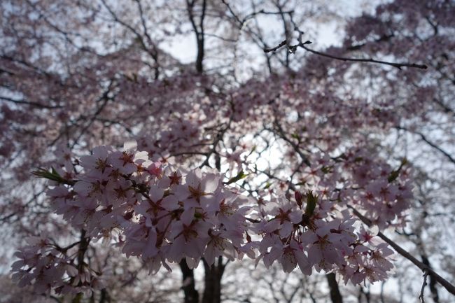 京都円山公園の枝垂桜育ての親、15代藤右衛門の見事な庭桜。