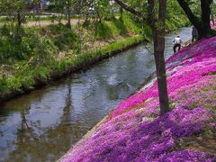 渋田川の芝桜　　　残念！　ちょっと遅かった……。