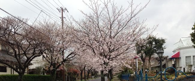 　2013年3月24日、運がいいことに今年は桜の開花が予想より早く関東はどこでも桜が咲き誇っていました。<br />今回の旅のルートは、三島ー伊豆熱川（一泊）−伊豆高原ー城ヶ崎です。メンバーは私、私の両親、娘の4人。<br />まずは三島で腹ごしらえ、楽寿園の向かいにあるてんぷらやさんでお昼。そこで食べたアナゴ天丼がボリュームが大きく、食感もパリパリで味も最高。良い幸先でした。まず楽寿園で素敵なガーデニングを楽しみつつのんびりお散歩。その後は三嶋大社へ。もう桜の花が満開で見ごたえがありました。ちょうど瀬戸物市も開かれていて、すごい人。<br />そして伊豆急に乗って、熱川へ。<br />　熱川では海辺にある海浜館という宿に泊まりました。ここのお宿、一家族しかいなくても駅まで送迎してくれるのです。お部屋は畳が新しくて、掃除が行き届いていて本当に気持ちよかったです。海の前で、窓のそばにいると波の音が聴こえるのです。お風呂も海が見えて絶景です。特に露天が本当に贅沢な気持ちになれました。お料理はあわびステーキがすごく美味しかったです。でもまぐろのお刺身じゃなくてもう少し自場産のお魚が合ったほうがよかったかも。<br />次の日はあいにく雨。伊豆高原で陶磁・ガラスの美術館と、オルゴールミュージアムを見ました。中国の清時代や唐時代、戦国時代のガラスの製品は、見ごたえがあります。<br />娘が退屈し始めたので、ミュージアムは後にして城ヶ崎駅へ。この駅の2階のお店ではガラスアート体験ができます。娘は小さいガラスの板に、ガラス製のビーズや糸のように細いガラスを使ってお花の模様をつくり、ストラップを作りました。とってもかわいくできたのでネックレスにしてほしかったのですが、断られてしまいました。<br />それを終えると雨がやんでいたので海岸まで足を伸ばすことにしました。<br />　この駅から海岸までが桜並木になっていて本当にきれいです。30分かかるのですが、桜のトンネルをくぐっていくので遠く感じませんでした。<br />　海岸について遊歩道を歩きつり橋を目指しましたが、これがけっこうな距離。ちょっとしたハイキング気分です。<br />つり橋の景色が絶景で一度見たら忘れられません。つり橋をわたった所にある岩場で2時間くらい遊んでしまいました。天然のアスレチックです。すごく良い運動になります。ただし足元が悪いのでお年を召した方は危ないと思います。私は今46歳なのですが12歳の娘の後について、かなり高い岩山を昇ってしまいました。山の上から見る海の景色は絶景です。どこまでも海が続いています。<br />　旅の締めくくりとして、海岸から駅に戻る途中のカフェブリッジでお昼。このカフェのパンが不思議な食感なのです。イギリスのヨークシャープティングを参考にしたそうなんですが、パンというよりシュー皮に近くもっちりパリパリといった感じ。これがスモークサーモンやクリームチーズとすごく合うのです。私はこのサンドと春雨のスープをいただいたのですが、これも生姜が入っていて体がとてもあったまります。あまりに何を食べても美味しいのでずっとコックさんをなさっていた方なのかと思いましたが、もともとは建築士さんなのだそう。カフェの設計ももちろんご自身でなさっていて、どこかアンティークですごく素敵なお店です。本当に素敵な旅の思い出になりました。<br />