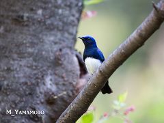 春の大阪城、鳥撮影