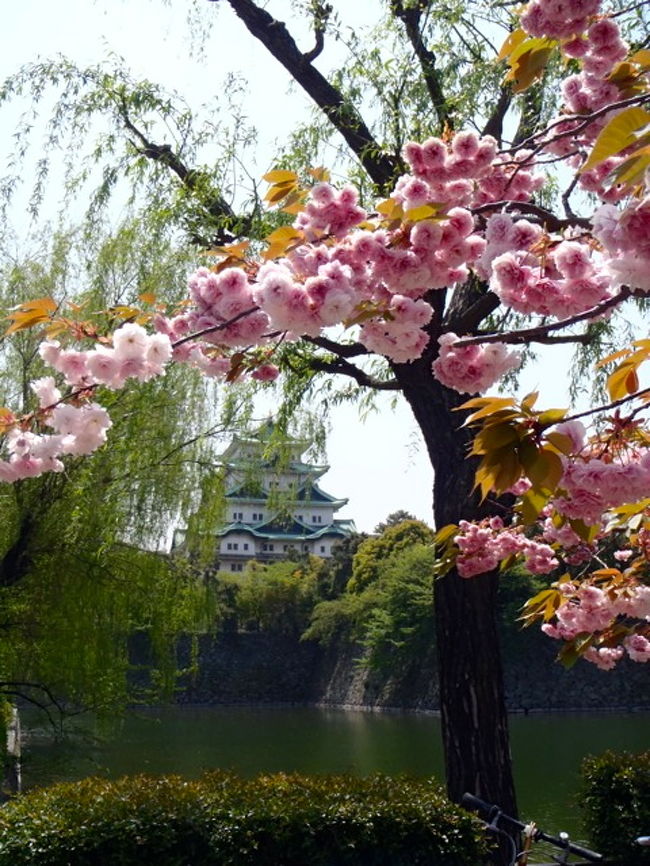 染井吉野は散ってしまったけれど、八重桜は今が盛り<br />そろそろ藤も綺麗に咲いたかしら？と名城公園へ<br />折りたたみの小径車ヘリオス君で久々にお出かけです。