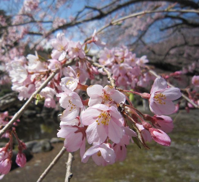 春だ。桜を見に行こう②　～長野・高遠城址公園と光前寺編～