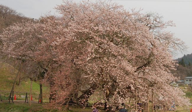 会津若松市などを父と旅行しました。八重の桜ファンの私には、全てが感動の嵐でした。<br /><br />福島をどんどんみんなに旅行してもらいたいと思います。アイラブ福島です。