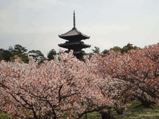 一度見に行きたかった御室桜。<br />仁和寺のホームページでは数日前が満開ということでしたが、まだ残っていることを期待して行ってきました♪<br />