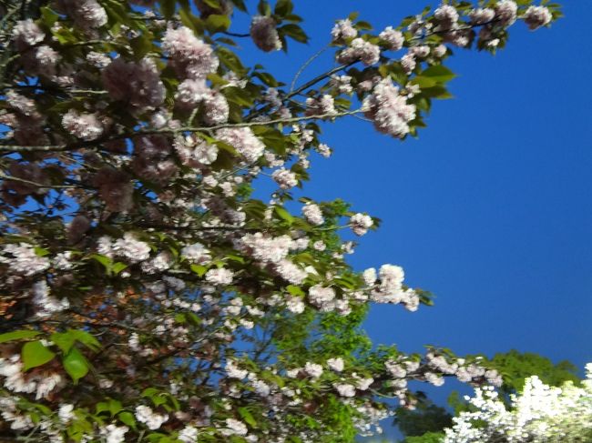 大阪出張にかこつけて、造幣局の桜の通り抜けに行ってきました！<br />平日なのにすごい人出で、週末はもっとすごいことになりそうです＾＾；