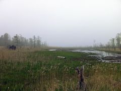 霧の根釧原野へ