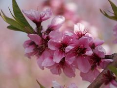 ’１３桃と桜を見に行こう