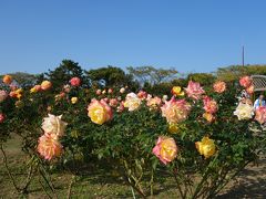 海・花にさそわれてドライブ