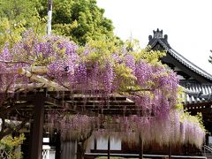 葛井寺の藤祭りへ。道中の野中寺、道明寺にもお参りしました。