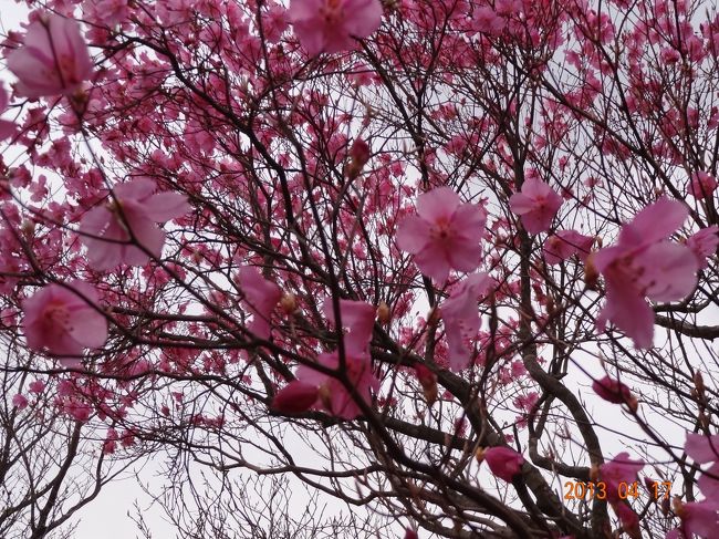 アケボノツツジが四国で一番早く咲く山<br />そこは徳島県神山町　薬研谷という所へ行って来ました。<br /><br />例年ならば5月のGW～後１週間が見頃なのですが、今年は桜も2週間ほど早く咲く異常気象のためか、まだ4月半ばというのに、もう満開に近い状態でした。<br /><br /><br />今回の登山は、山と渓谷社さんの本にも、国土地理院の地図にも載っていない山への挑戦でした。<br /><br />他の方が歩いた軌跡を頼りに、少々迷いながら<br />また、ここからどう行けば良いのだろう？？？<br />山道はどこ？<br />っていう場所では、ふた組の方に助けらて<br /><br />美しいアケボノツツジを目前にできました。<br /><br />そして興奮と感動を抱えて、無事下山出来た事に、今も本当に<br />感謝しています。<br /><br />　今回の山登り・・・、<br /><br />　アケボノツツジの美しさに感動！<br /><br />　そして人と人とのつながり、あたたかさに感激です。<br /><br />　本当にありがとうございました。<br /><br /><br /><br />