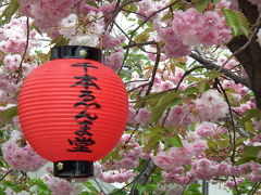 桜　最後のひと花を求めてと思ったら椿・普賢象・キリシマツツジ・山吹！2013年