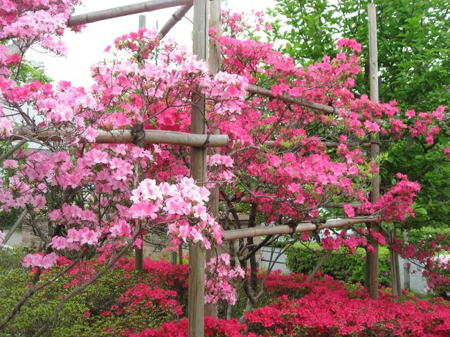 この週末は天気が良ければ根津神社か羊山公園に行こうかと思っていましたが、天気が悪いようなので近くの平成つつじ公園と皇居東御苑につつじを見に行ってきました。途中から雨が降ってきましたが、どちらも無料なのにすごく綺麗で、ちょうど見頃でした。<br /><br />★散歩ルート<br />平成つつじ公園（つつじ）→護国寺（つつじ）→鳥茶屋本店（うどんすき）→毘沙門天（藤）→北の丸公園（ハナミズキ）→皇居東御苑（つつじ他）→トナリ（タンメン）→槇原敬之さんコンサートの花