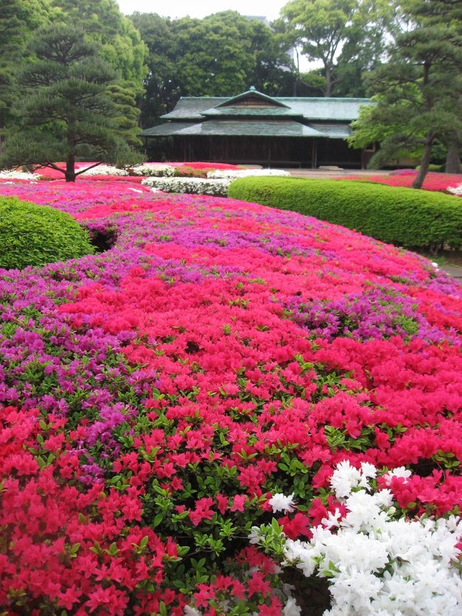 この週末は天気が良ければ根津神社か羊山公園に行こうかと思っていましたが、天気が悪いようなので近くの平成つつじ公園と皇居東御苑につつじを見に行ってきました。途中から雨が降ってきましたが、どちらも無料なのにすごく綺麗で、ちょうど見頃でした。<br /><br />★散歩ルート<br />平成つつじ公園(つつじ)→護国寺(つつじ)→鳥茶屋本店(うどんすき)→毘沙門天(藤)→北の丸公園(ハナミズキ)→皇居東御苑(つつじ他)→トナリ(タンメン)→槇原敬之さんコンサートの花