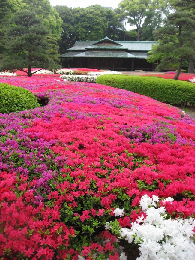 この週末は天気が良ければ根津神社か羊山公園に行こうかと思っていましたが、天気が悪いようなので近くの平成つつじ公園と皇居東御苑につつじを見に行ってきました。途中から雨が降ってきましたが、どちらも無料なのにすごく綺麗で、ちょうど見頃でした。<br /><br />★散歩ルート<br />平成つつじ公園（つつじ）→護国寺（つつじ）→鳥茶屋本店（うどんすき）→毘沙門天（藤）→北の丸公園（ハナミズキ）→皇居東御苑（つつじ他）→トナリ（タンメン）→槇原敬之さんコンサートの花