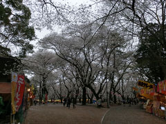 ちょっと寄り道大宮公園でお花見(2013年3月)