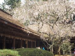 奈良も５度目なら～♪　（１）吉野の桜