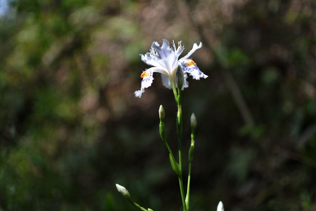 新緑を求めて生駒山系へ。