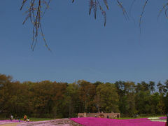 ２０１３　館林　芝桜フェスタ 　色鮮やかな美しい絨毯−２