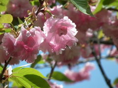 嵯峨野に桜を求めて！2013年