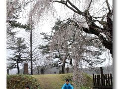 Solitary Journey ［1187］ 県北は雨だった…それでも桜観賞＜地久院・長沢の枝垂れ桜と刀匠正光屋敷跡の古桜＞広島県北広島町