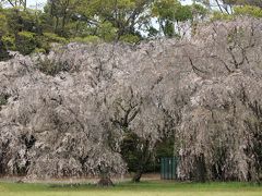 遅咲きの桜を求めて・・・京都、二条城へ