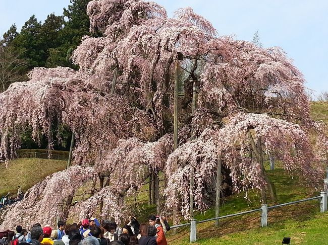 県内各地に桜の名所がある福島。東北の春はあっという間ですが、いつか機会をうかがって春の福島に桜めぐりの旅に行ってみたいと思い続けていました。<br />今年の桜は早咲きで、東北でもゴールデンウィークを待たずして桜が咲いてしまいそうな気配。そんなわけで、思いつきで1泊2日の弾丸花見ツアーに出かけることにしました。<br />お目当ては日本三大桜の名所・三春の滝桜と、川沿いに美しい桜並木が続く小野町の夏井千本桜。<br />できれば両方が見ごろになりそうな4月の第3週を狙って行きたかったのですが、仕事の都合でやむなく前倒しにすることに。。。<br />結果的に、夏井千本桜はフライングでの訪問になってしまいましたが、幸い、三春の滝桜は8分咲き！<br />お天気も快晴に恵まれ、素晴らしい春の旅を楽しむことができました。<br /><br />≪行程表（2日目）≫<br />※1日目の行程および旅行記はこちら↓<br />http://4travel.jp/traveler/tsurumarco/album/10767798/<br /><br />8:00　郡山駅発<br />↓電車（磐越東線）<br />8:13　三春駅着<br />↓徒歩<br />8:45　三春町観光協会着（三春町役場すぐ横）<br />↓レンタサイクル（電動）<br />9:15　三春滝桜着<br />※町役場～滝桜までの距離：約4.4km<br />9:30　三春滝桜発<br />↓レンタサイクル（電動）<br />10:00　三春町観光協会着<br />↓（休憩）<br />11:00　出発<br />↓徒歩<br />11:30　三春駅着<br />11:59　三春駅発<br />↓電車（磐越東線）<br />12:13　郡山駅着<br />↓（昼食）<br />13:20　郡山駅発<br />↓電車（在来線乗り継ぎ）<br />帰京