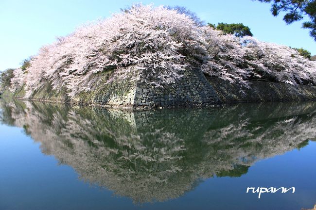 ＜空に浮かんださくら＞<br /><br />2013年　春　青春18切符　５回目<br />滋賀県　彦根へ日帰り旅<br />天気予報は晴れ　有休取って<br />早朝から琵琶湖へ<br />彦根は...どんより曇り空...肌寒いえぇ〜〜〜<br />がっかりして　駅前でゆっくり朝マック<br />とろとろ歩いて彦根城へ<br />風もあって曇りだし、日が差し込んでこないなかなぁ〜<br />天を仰いではため息...<br />暫くして　お日さんが〜<br />風が止まり、又ざわめき<br />映り込みが綺麗な間に撮り続けて<br />ワクワクしてはため息の繰り返し（笑）<br /><br />外堀真ん前のカフェkotetusuさんで<br />満開の桜を見下ろしながら休憩♪<br />ランチはつる亀庵さんのお蕎麦<br /><br />日暮れてライトアップ<br />残念ながら風が強くて水鏡にならず帰途に<br /><br /><br /><br /><br /><br />