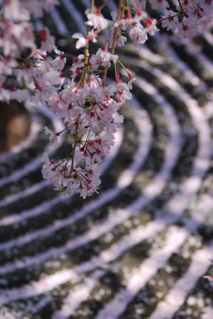 ひとりお花見部    京都で 2013年度 六回めのお花見②　妙心寺～府立植物園のライトアップなどなど篇