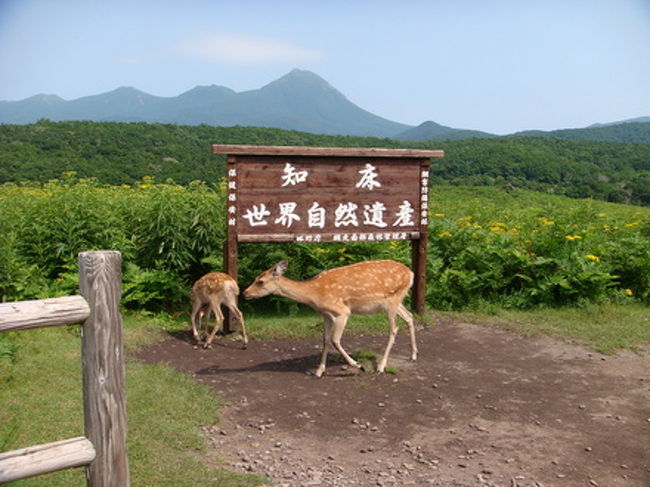 梅雨があけて猛暑が続く大阪、涼を求めて道東に出かけてきました。<br /><br />爽やかで涼しかったです、と言いたいところですが、暑かったです。<br />６日は北海道で観測史上最高という記録がでるほどの猛暑日でした。<br /><br />でも、旅的には晴天続きで景色は最高、知床・摩周湖ではこれ以上ないと思えるほど素晴らしい景観に出会えました。<br /><br />雄大な自然に抱かれ、こころ安らぐ日々でした。<br /><br />