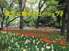 みなとみらいさんぽ１☆横浜公園のチューリップ♪（2013）
