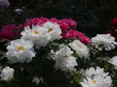 神代植物公園（２０１３年4月18日の花々です。） 沢山のぼたん、ベゴニア、ランなど見てください。