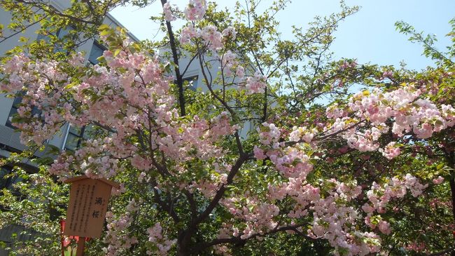 大阪の春の風物詩は「造幣局の通り抜け」です（＾＾）/<br /><br />今年は桜の開花が早かったので、「早く行かないと！」と思いながらも、ちょっと遅かったみたいで(−−〆)<br />正門をくぐり抜けると葉桜が目立ちました。<br /><br />それでもお天気が良かったので、青空の中、美しい桜に出会えました。<br />まだまだ元気に咲いている桜は、とても可憐でした。<br />せっかくなので、ここにupしたいと思います。<br /><br />拙い写真ですが、良かったらお楽しみください♪