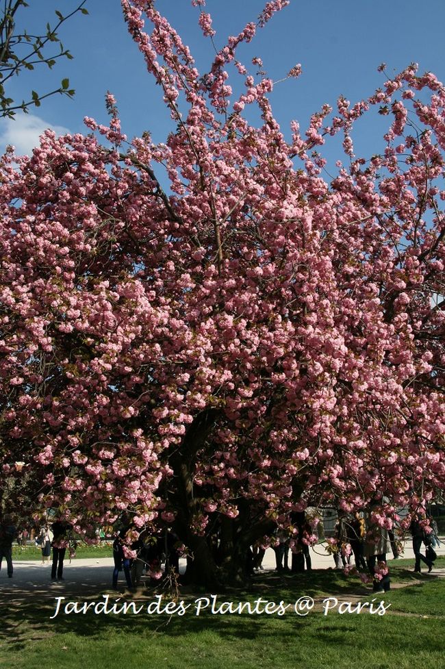 数日前に用があってパリ植物園を通りかかった時に、<br />桜が咲き始めているのを発見しました。<br /><br />このところ体調が悪く寝たきりの日々が多い中、<br />何故か土日のどちらか1日は体調が良くなる傾向に…。<br />今週は幸運にもそれがお天気の良い日曜日に！！<br /><br />朝目が覚めた時に、自分の体調を確認して、<br />午前中に家の雑務をこなし、持って行く軽食を作り、<br />午後3時にJardin des Plantes(パリ植物園)に向けて出発！！<br />(いつもながら出だしの遅いippuni夫婦です^^;)<br /><br />お天気が良い週末だったのでパリ市内は大渋滞(@_@)<br />おまけに最近はある種の大規模なデモが行われているので、<br />道路があちこち閉鎖されて思うように進めず…<br />やっと到着したパリ植物園周辺は車を止める隙間もなく、<br />仕方がないので時々利用するシテ島の有料パーキングへ。<br /><br />ということで、本日のお散歩は、<br />シテ島～サン・ルイ島～パリ植物園と言うコースです。