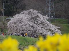 会津若松　八重の桜（石部桜）