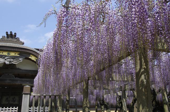 2013年4月　千葉県 銚子市 妙福寺へ。　匝瑳市 龍頭寺の藤を見に行ったものの物足りず、ついでとばかり銚子まで足を伸ばしました。　ちょっと遠出にはなりましたが来て正解。 臥龍の藤と呼ばれる立派な藤を楽しむことができました。