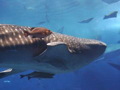 沖縄本島・初上陸！②（古宇利島・沖縄美ら海水族館）