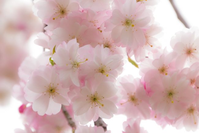 丁度一年前、樹齢320年の一本桜の<br />素晴らしい作品に出逢いました。<br />写真の美しさ、素晴らしさも然ることながら<br />凛とした姿に感動を覚え、私もこの目で見てみたいと、<br />その時から撮られた方と同じ時期に行こう!と決め<br />甲州への旅の夢が膨らみました。<br /><br />今年の桜の開花は、<br />かなり早かったり、強風で散ってしまったり・・・<br />当日は散っていることを知ってましたが<br />心に残った風景は、花が咲いている時だけではなく、<br />咲いていなくても姿を見てみたいと。<br /><br />今回の旅は、想いを実現させるべく、<br />甲州方面を中心に<br />遅咲きの桜を求めて、気のむくまま旅してみました。<br /><br />☆前編<br />・わに塚の桜<br /> (田園風景の中の一本桜、新緑を楽しむ)<br />・白州・尾白の森名水公園<br /> (オーガニックランチ・森の散策)<br />・老舗和菓子店・金精軒<br /> (極上生信玄餅購入・宿場町の雰囲気を味合う)<br />・山梨県立フラワーセンター・ハイジの村<br /> (チューリップ・ハイジの世界を堪能)<br />・谷戸城址公園(遅咲きの桜を楽しむ)<br />http://4travel.jp/traveler/hishi3000/album/10766970/<br /><br />★後編<br />・野辺山高原(南アルプスを望む)<br />・清泉寮(高原の風を感じる)<br /> ソフトクリーム・お土産品購入・散策<br />・吐竜の滝<br /> (水の流れを感じ心地よい散策・滝撮影挑戦)<br />・道の駅 南きよさと<br /> (圧巻のこいのぼりに感動)<br />・そばきり祥香<br /> (八ヶ岳の地粉と名水で打つ蕎麦を堪能)<br />・サントリー天然水白州工場<br /> (天然水ガイドツアー参加、自然との共存を考える)<br /><br />宿泊先:ヒュッテ・エミール(オーベルジュ)<br /><br /><br />では、気ままな旅、後編 はじまり。<br />