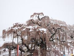 三春の桜と雪