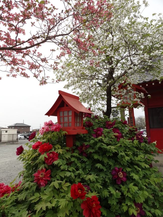 久しぶりに実家へと行ってみると庭先でぼたんがキレイに咲いていたので、これは…と思い、大慶寺へぼたんを観に行ってまいりました。