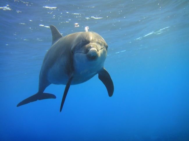 2回目の御蔵島に行ってみました。前回とは違って天気も良く、イルカにもたくさん会えて、最高のドルフィン・スイムが出来ました。