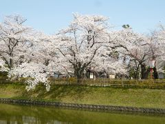 山形県鶴岡市鶴岡公園の桜