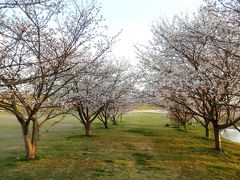 旭川中原橋付近の桜