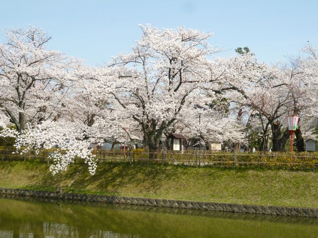 三十年前、鶴岡公園から歩いて一分のところに五年間住んでいました。<br />３０年ぶりの桜です。<br />市役所前の道路も広くなり、電線も地中化され、すっきりしていました。<br />道路沿いにも桜並木が続き、公園内の桜とともに一斉に開花していました。<br />城下町の鶴岡は公園を中心に落ち着いた雰囲気の街です。<br />庄内藩校 致道館 、博物館などを観ながら外濠を一周、それから中を一周してきました。