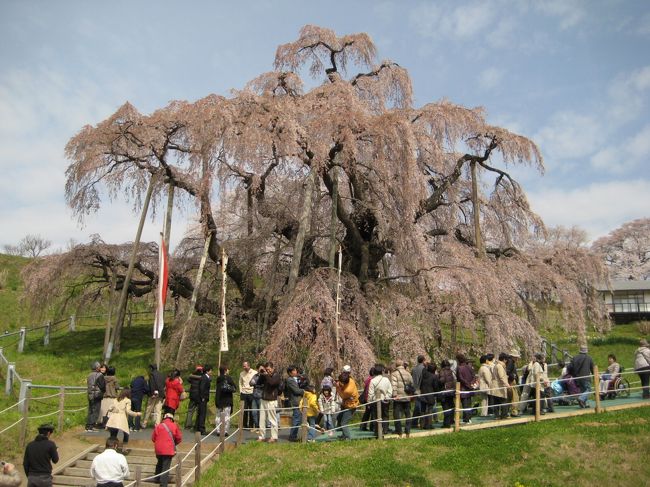 福島の春を楽しもうと出かけました。<br /><br />最初に、郡山市の不動桜と紅枝垂地蔵桜を観にいきました。<br />丁度良い咲き具合で、とても綺麗でした。<br /><br />それから三春の滝桜を観にいきました。<br />見ごろは先週末だったので、歩いていける駐車場におくことができました。<br />大分盛りは過ぎていましたが、それでもやはり大きさといい咲き具合と言い、先にみた2つの桜よりも風格が違うと思いました。<br /><br />滝桜から郡山東ICに行く途中にカタクリの里があり、そこにも寄りました。<br />ちょっと最盛期は過ぎていましたが、それでも可憐な花が沢山咲いていて綺麗でした。<br />お茶と漬物の接待をして頂き美味しく頂戴しました。<br /><br />それから福島の花見山に行きました。<br />ここは、近くに駐車場がないので、親水公園に車を停めて、シャトルバスで行きました。<br />花見山も、かなり最盛期を過ぎていて、全山百花繚乱という訳にはいきませんでしたが、それでも大勢の人が訪れていました。<br />麓のお土産屋で、まいたけおこわなどを購入し、60分コースの頂上の東屋でお昼を食べました。<br /><br />最後に飯坂温泉の花桃の里に行きました。<br />色々な種類の花桃が植えられていて、先具合も丁度良く、とても綺麗でした。<br /><br />飯坂温泉の共同浴場の1つの鯖湖湯に入りました。<br />鯖湖湯の近くの旧堀切亭も見学しました。<br /><br />それから、高湯温泉に泊まりました。