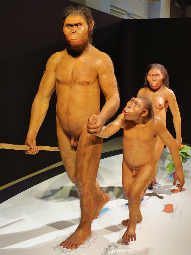 科博a 人類の旅　ラエトリ遺跡の猿人家族を再現　☆360万年前の足跡化石から