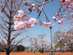 国分寺と府中の桜　２０１３ 