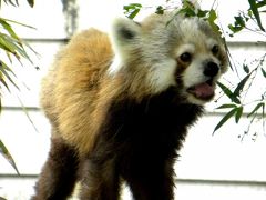 春のレッサーパンダ紀行【９】 福岡市動物園　仕事前のひと時にサチ（幸）ちゃんに会える幸せ