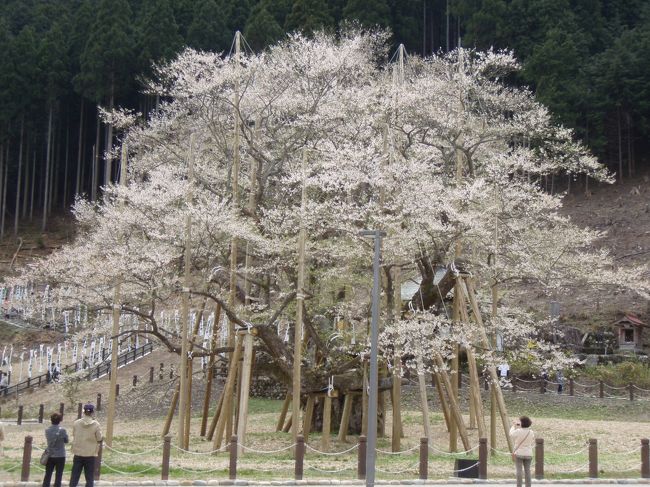 母の引率で日本三大桜のひとつ淡墨桜を見るツアーに参加しました。<br />桜がメインの旅行というと時期を見極めるのが難しい…<br />どうにか散り始め？の桜を見ることができて一安心しました。<br /><br />日程<br />4月9日：都内ー中央道ー妻籠ー馬籠ー下呂温泉(泊)<br />4月10日：−根尾谷淡墨桜ー東名道ー都内帰着<br />